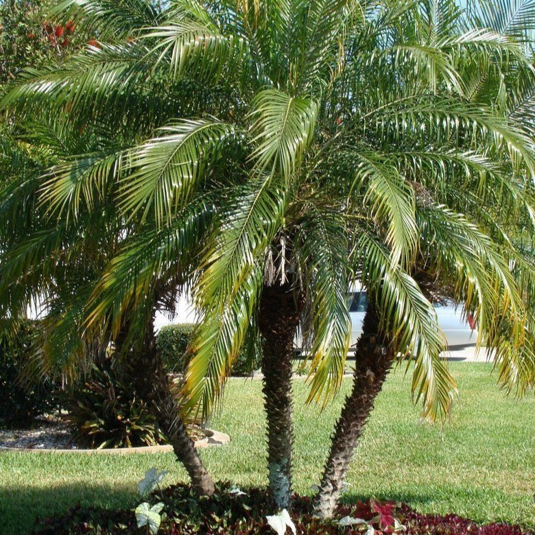 pygmy palm plant Pygmy Date Palm Tree Seeds – Garden & Glimmer