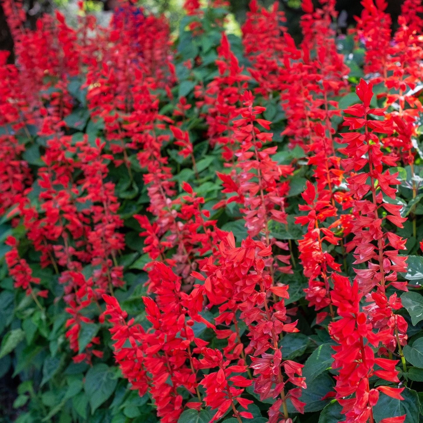 Scarlet Sage Salvia Plant Seeds