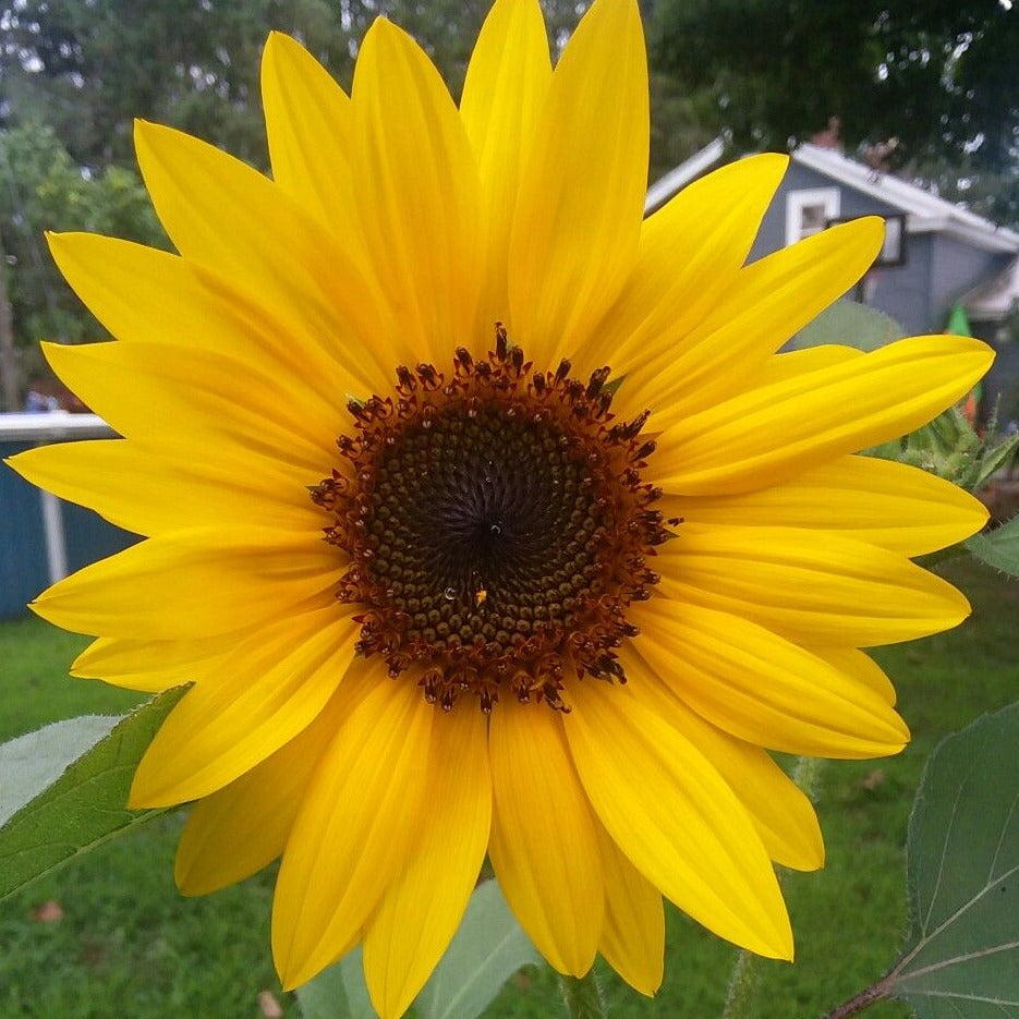 planting seeds during eclipse Solar Eclipse Sunflower Plant Seeds – Garden & Glimmer