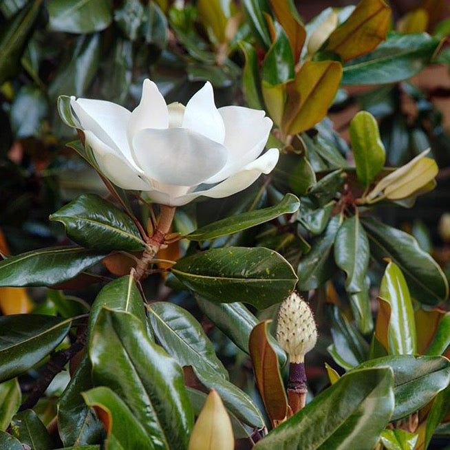 Sweet Magnolia Tree Seeds