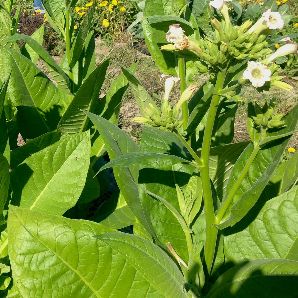 Virginia Gold Tobacco Plant Seeds
