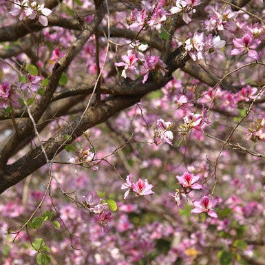 Pink Orchid Tree Seeds