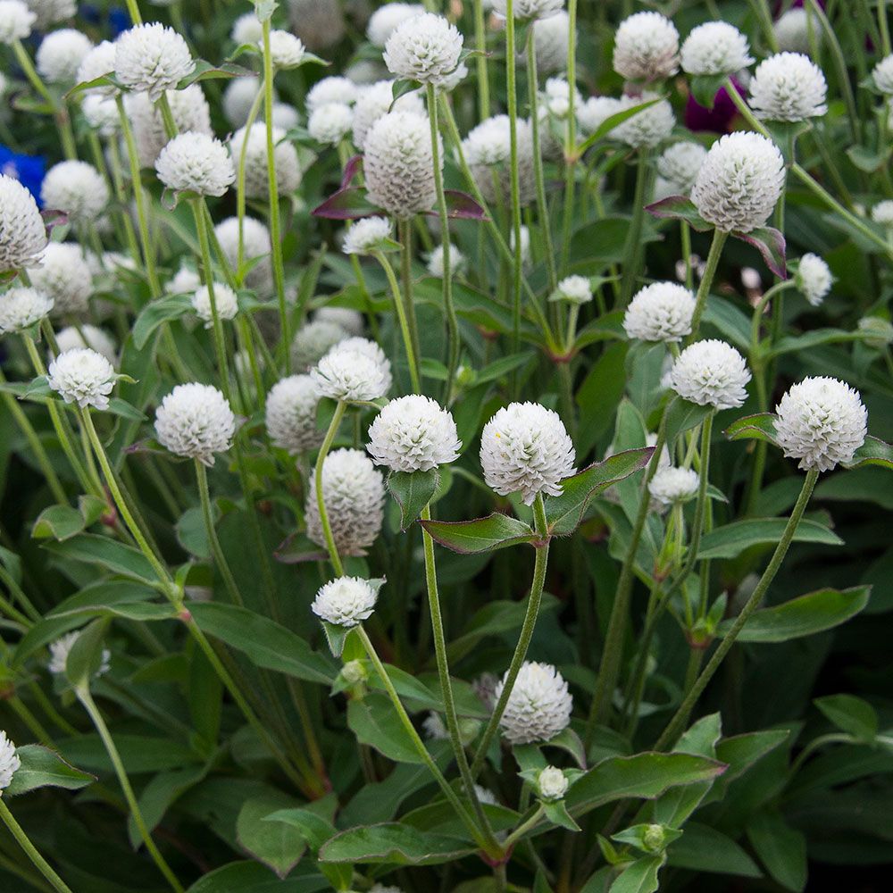 White Gomphrena (Globe Amaranth) Plant Seeds