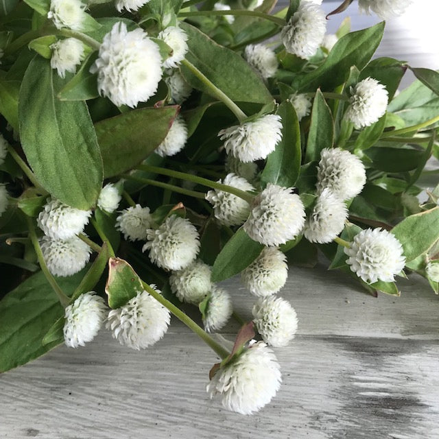 White Gomphrena (Globe Amaranth) Plant Seeds