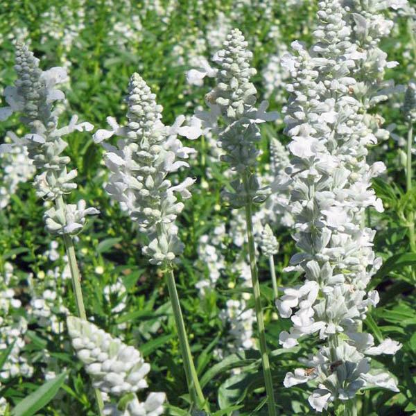 White Salvia Plant Seeds