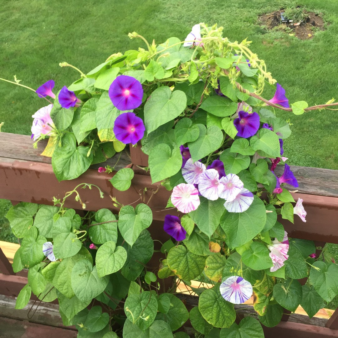 Carnival of Venice Morning Glory Plant Seeds