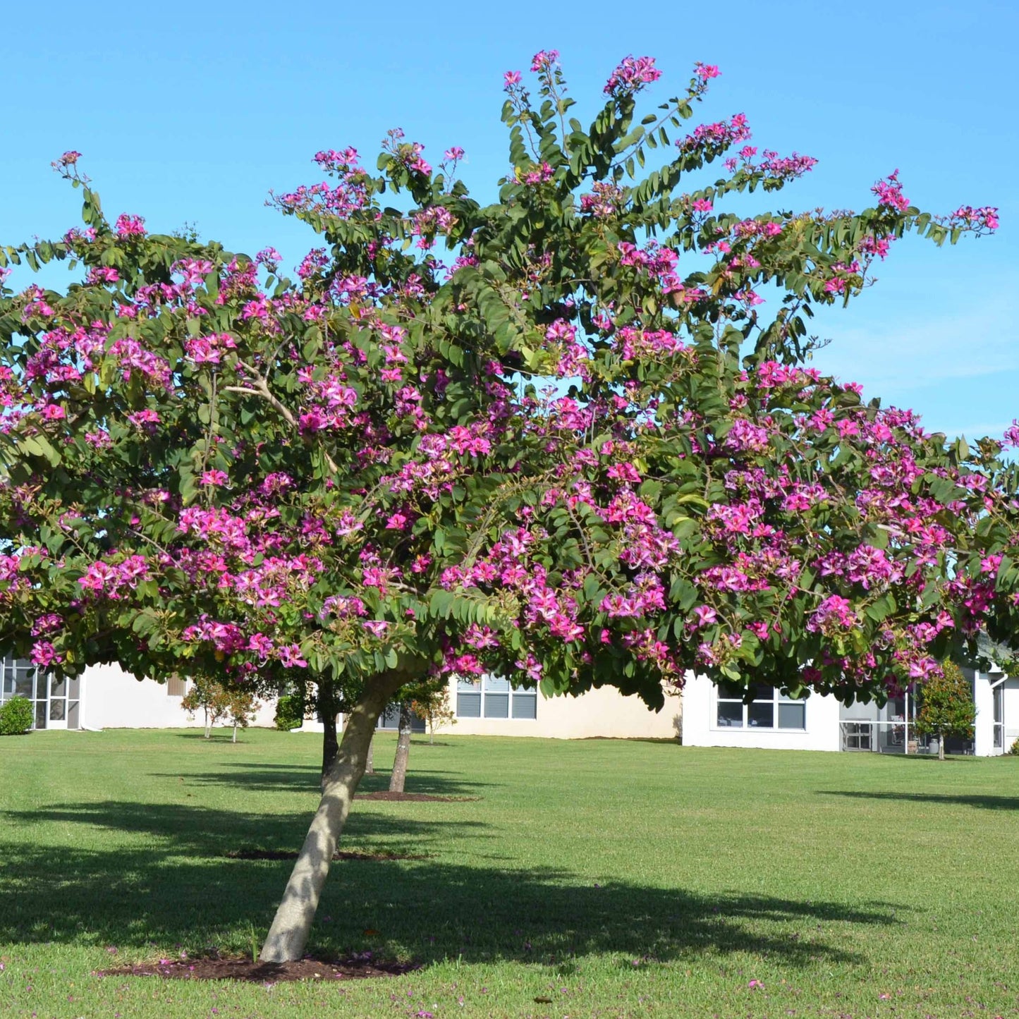 Hong Kong Orchid Tree Seeds