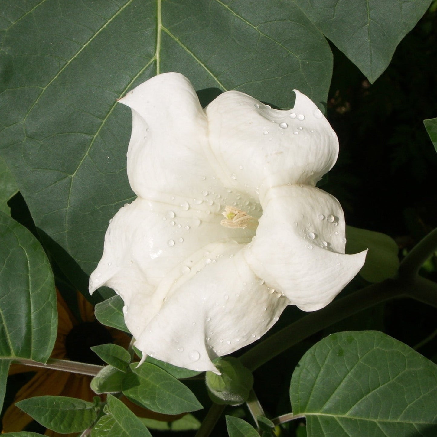 Moonflower Plant Seeds