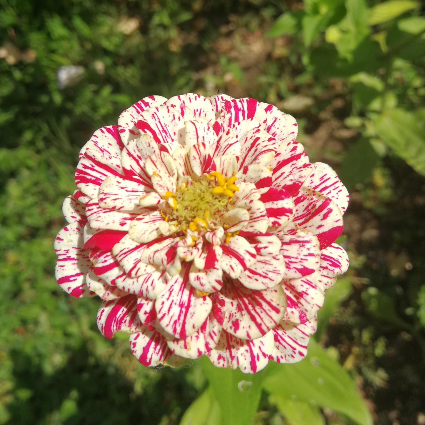 Candy Cane Zinnia Flower Seeds