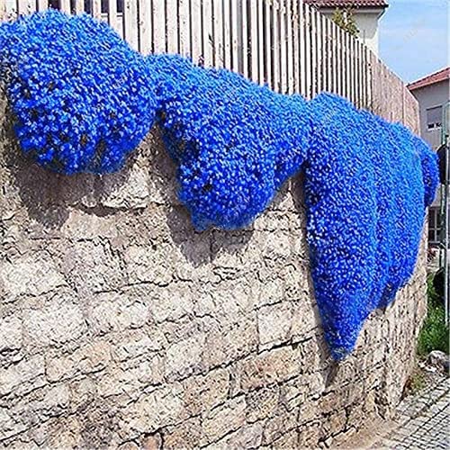 planting rock cress seeds Blue Rock Cress Ornamental Groundcover Seeds – Garden & Glimmer