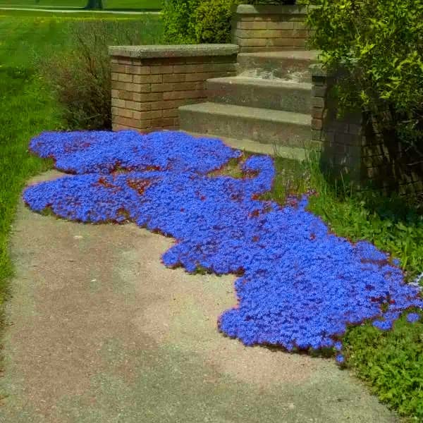 planting rock cress seeds Blue Rock Cress Ornamental Groundcover Seeds – Garden & Glimmer