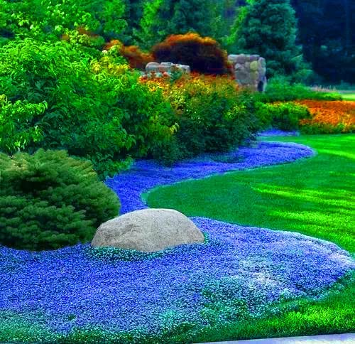 Blue Rock Cress Ornamental Groundcover Seeds