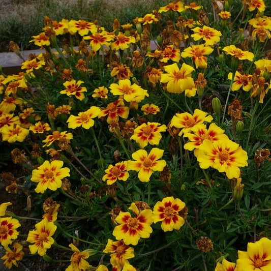 Jaguar French Marigold Flower Seeds