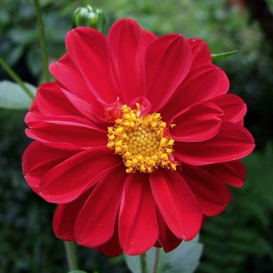 Dahlia Flower Seeds