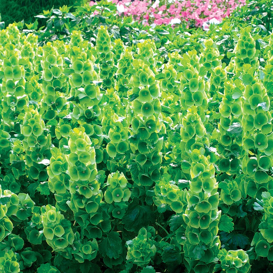 Bells of Ireland Plant Seeds