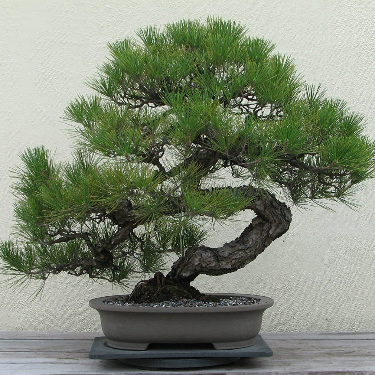 Japanese Black Pine Tree Seeds