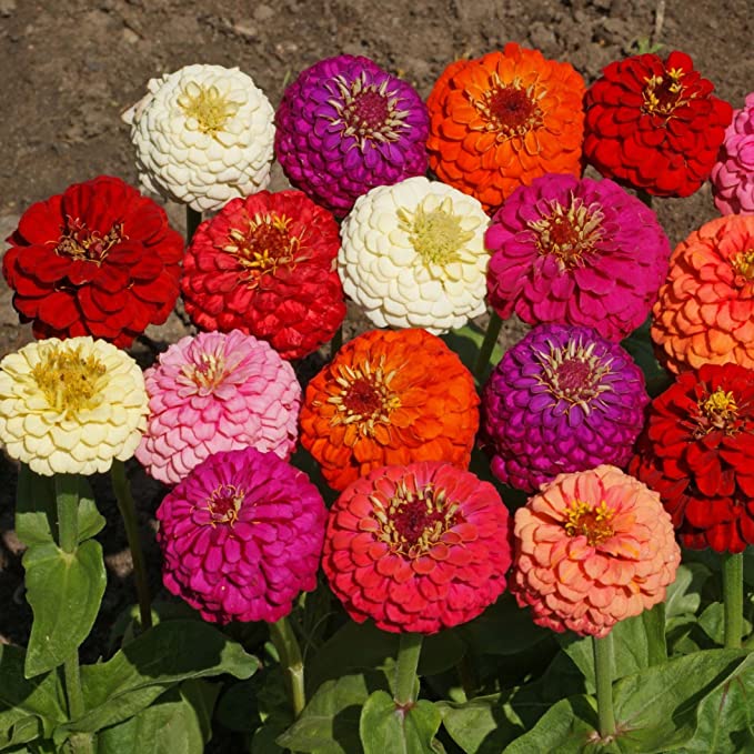 Lilliput Zinnia Flower Seeds