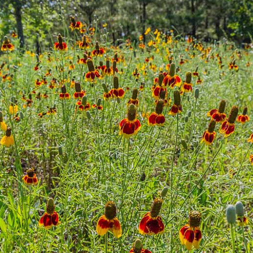 Mexican Hat Flower Seeds