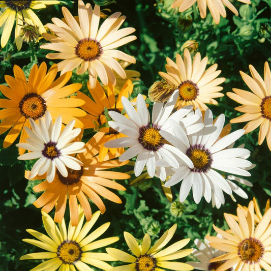 African Daisies