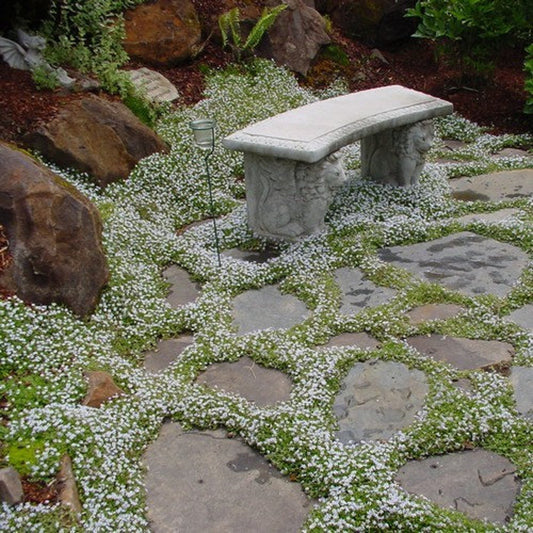 Alyssum "Carpet of Snow" Ornamental Groundcover Seeds