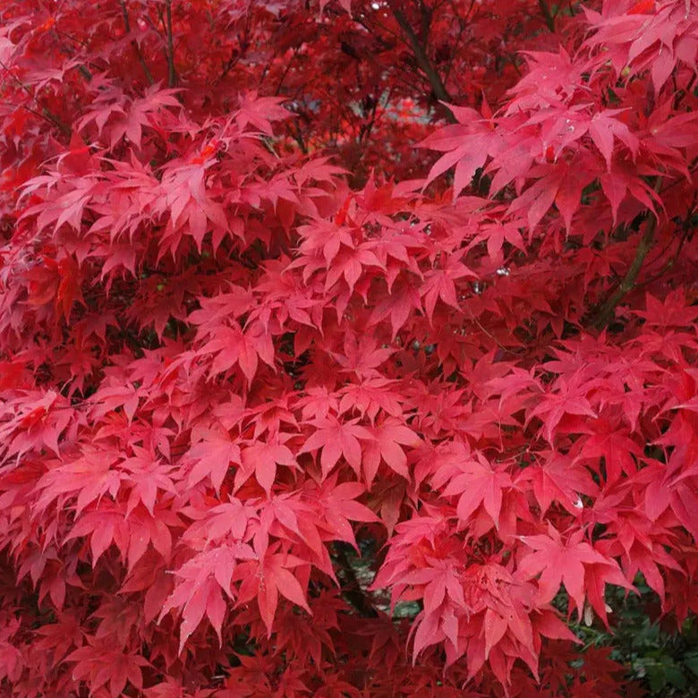 Bloodgood Japanese Maple Tree Seeds