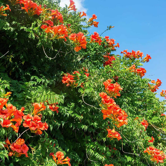 Cape Honeysuckle
