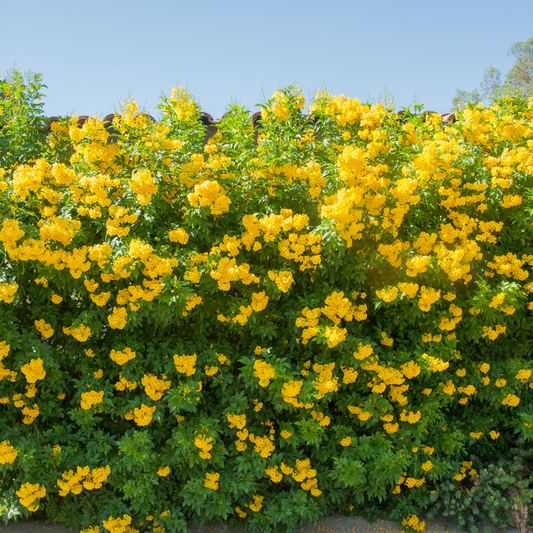 Yellow Elder Trumpet Bush Seeds