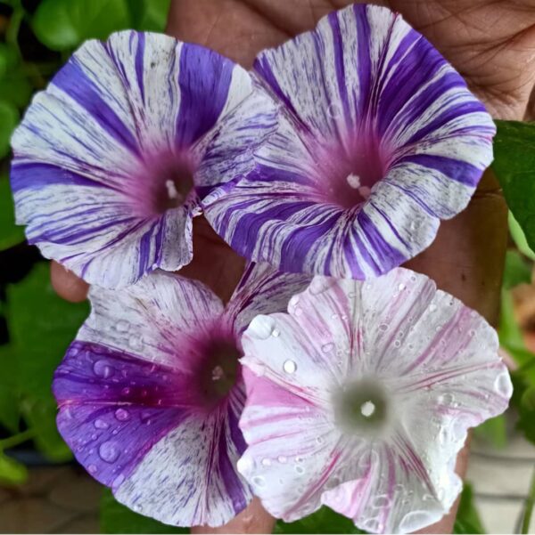 Carnival of Venice Morning Glory Plant Seeds