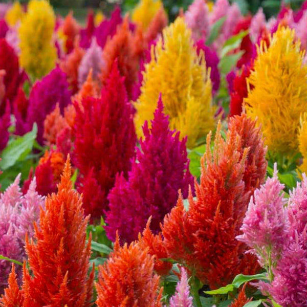 Celosia "Pampas Plume" Flower Seeds