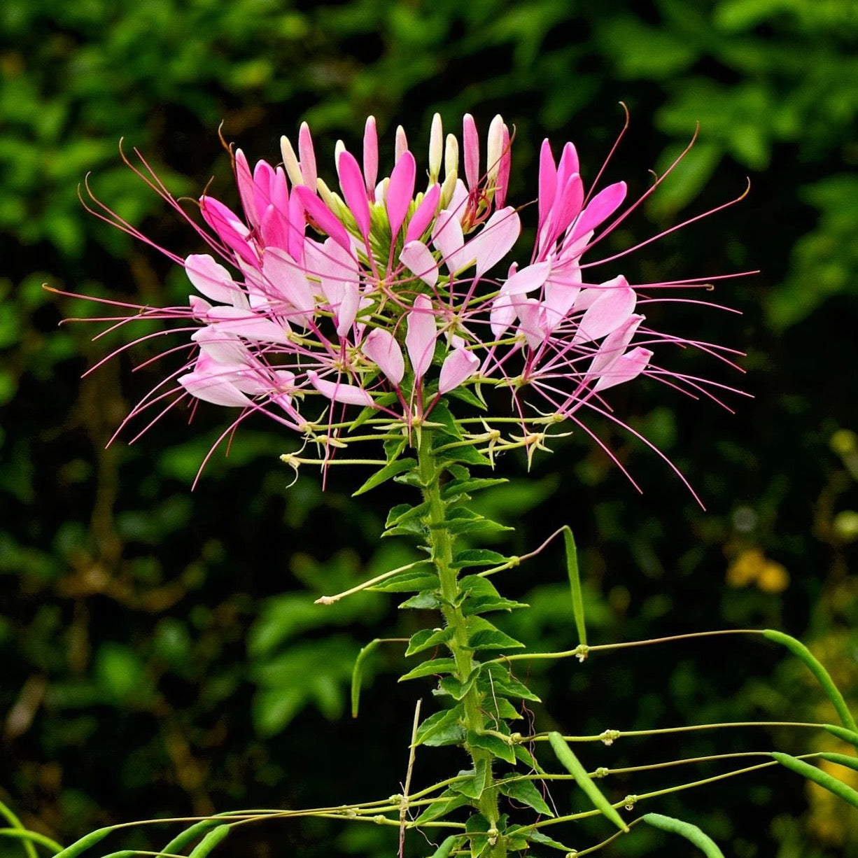 Cleome Spider Flower Seeds