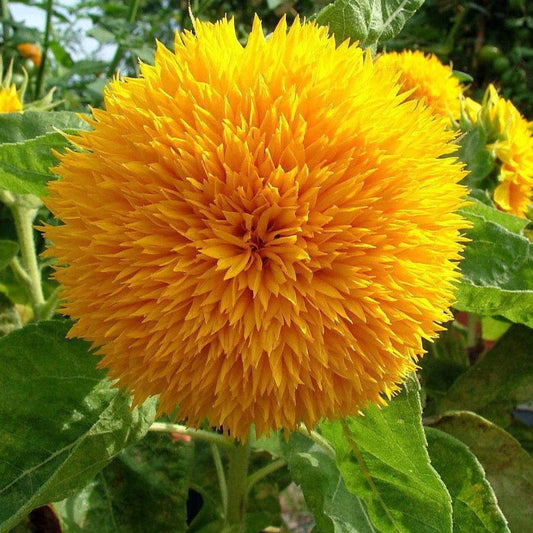 Dwarf Teddy Bear Sunflower Plant Seeds