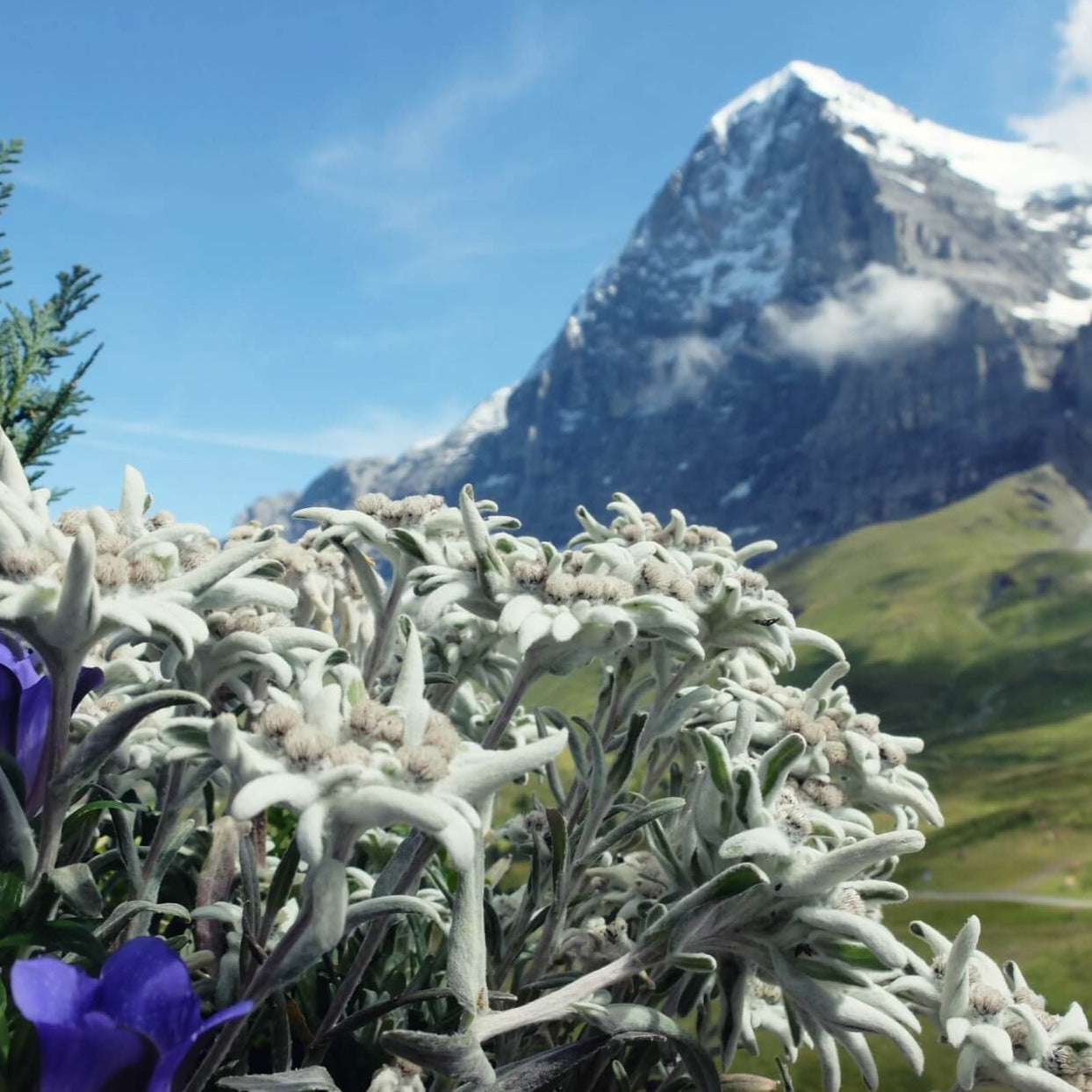Edelweiss Flower Seeds