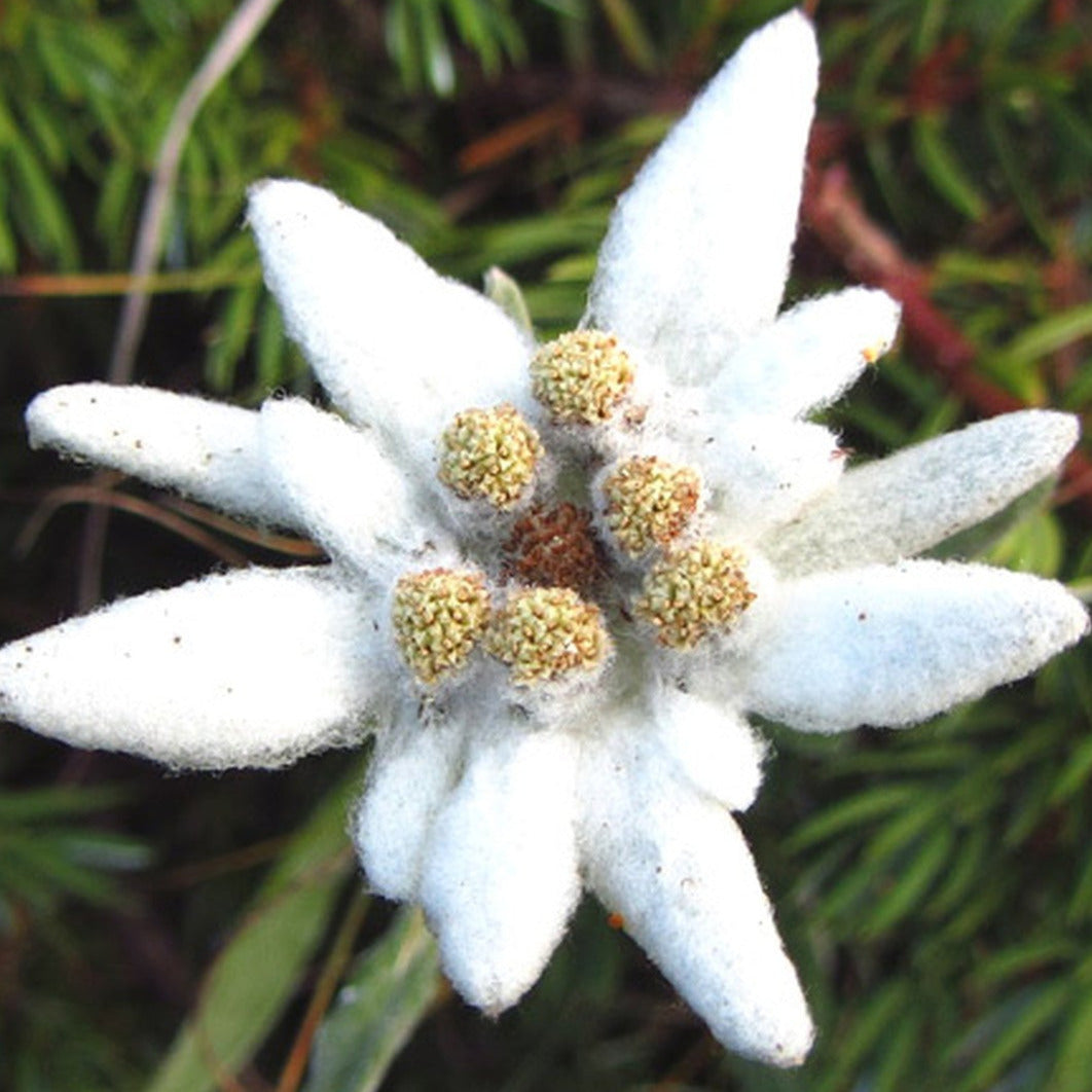 Edelweiss Flower Seeds