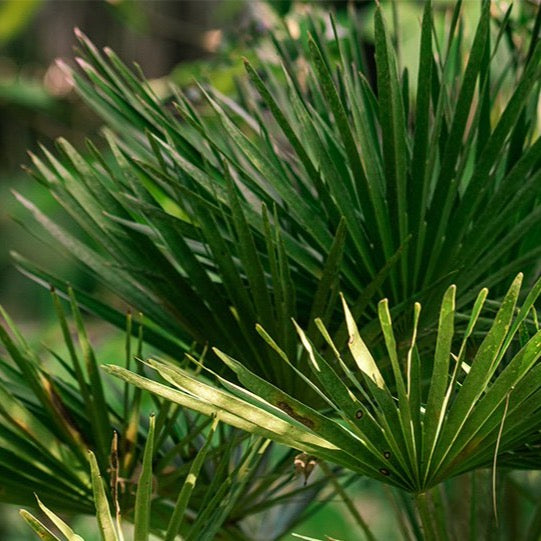 European Fan Palm Tree Seeds