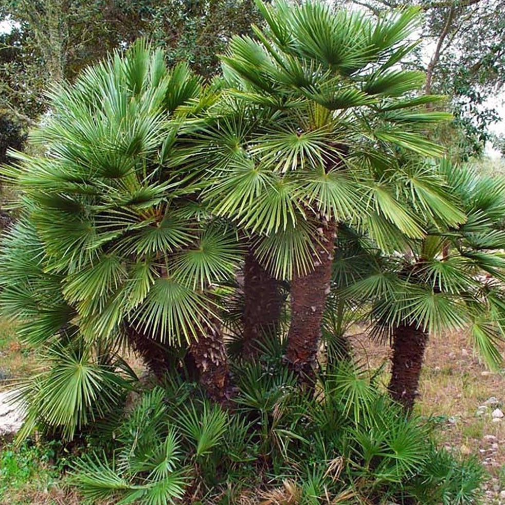 European Fan Palm Tree Seeds