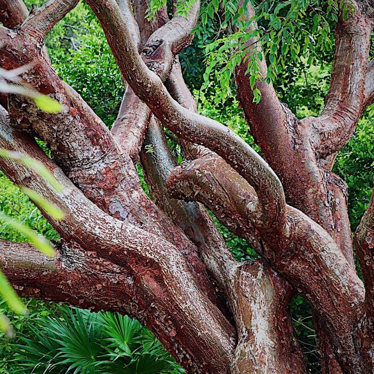 Gumbo Limbo Tree Seeds