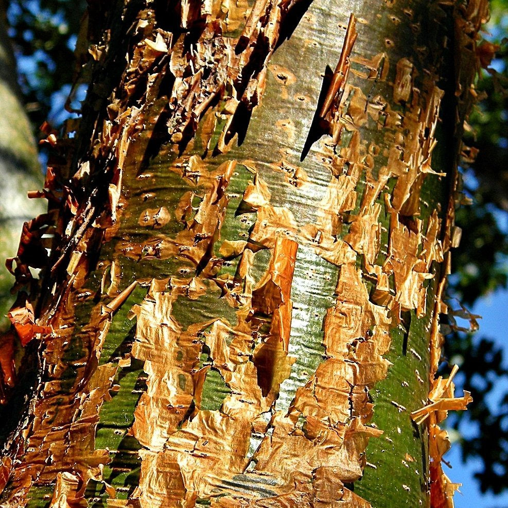 Gumbo Limbo Tree Seeds