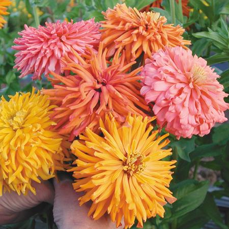 Giant Cactus Zinnia Plant Seeds
