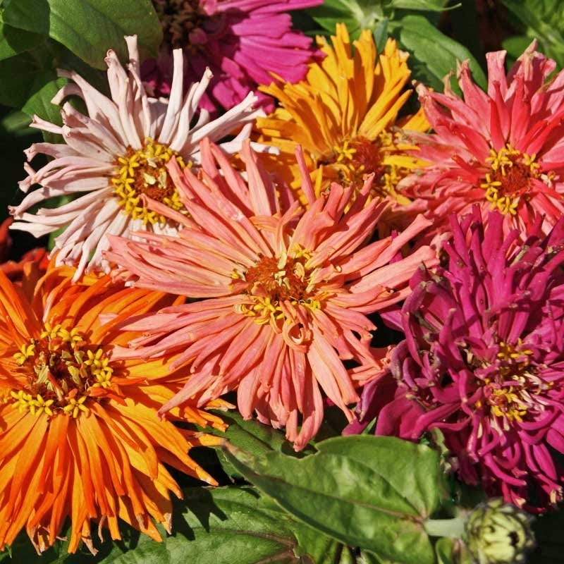 Giant Cactus Zinnia Plant Seeds