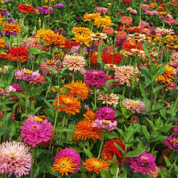 Giant Cactus Zinnia Plant Seeds