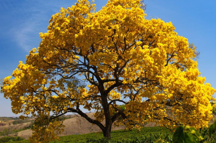 Golden Trumpet Tabebuia Tree Seeds