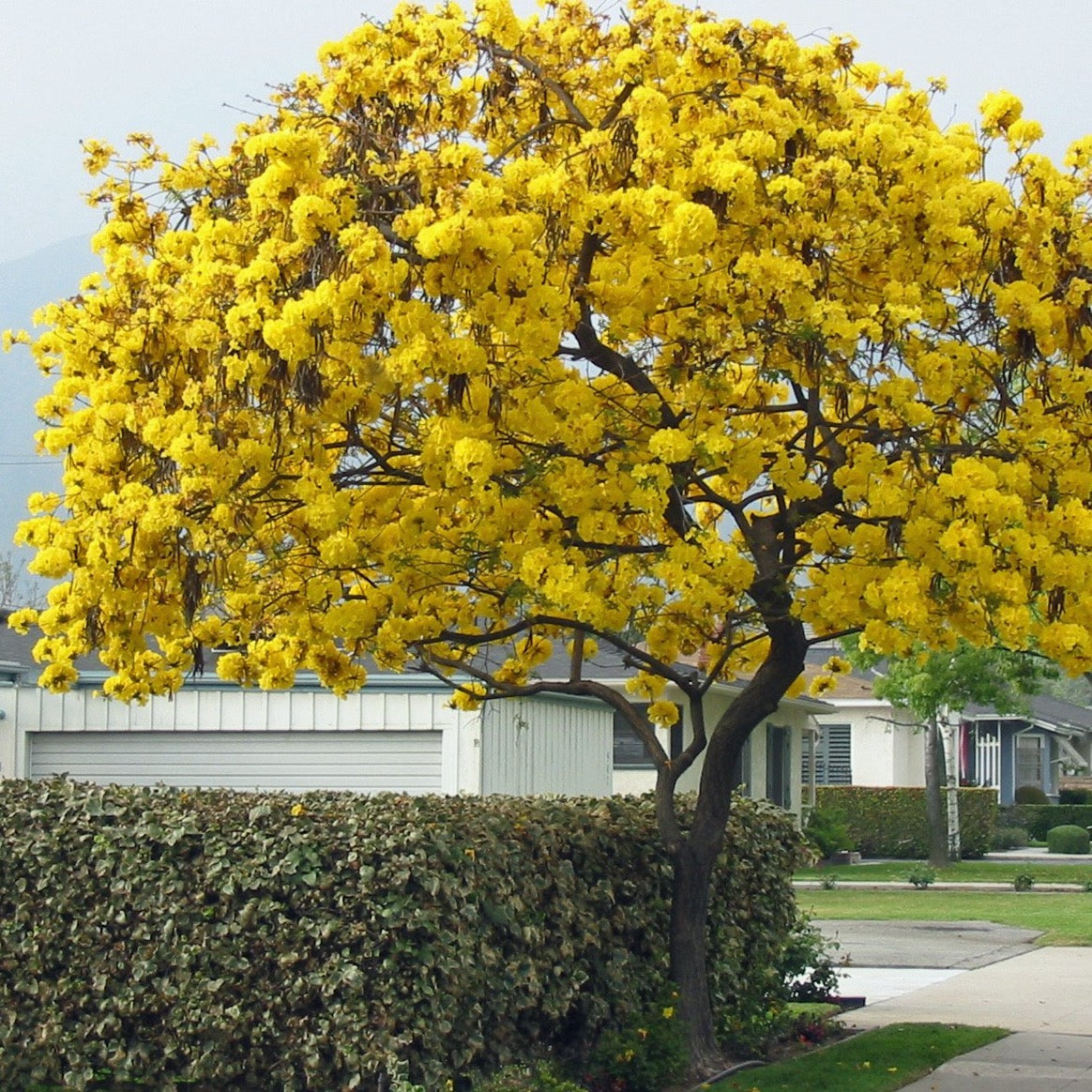 Golden Trumpet Tabebuia Tree Seeds