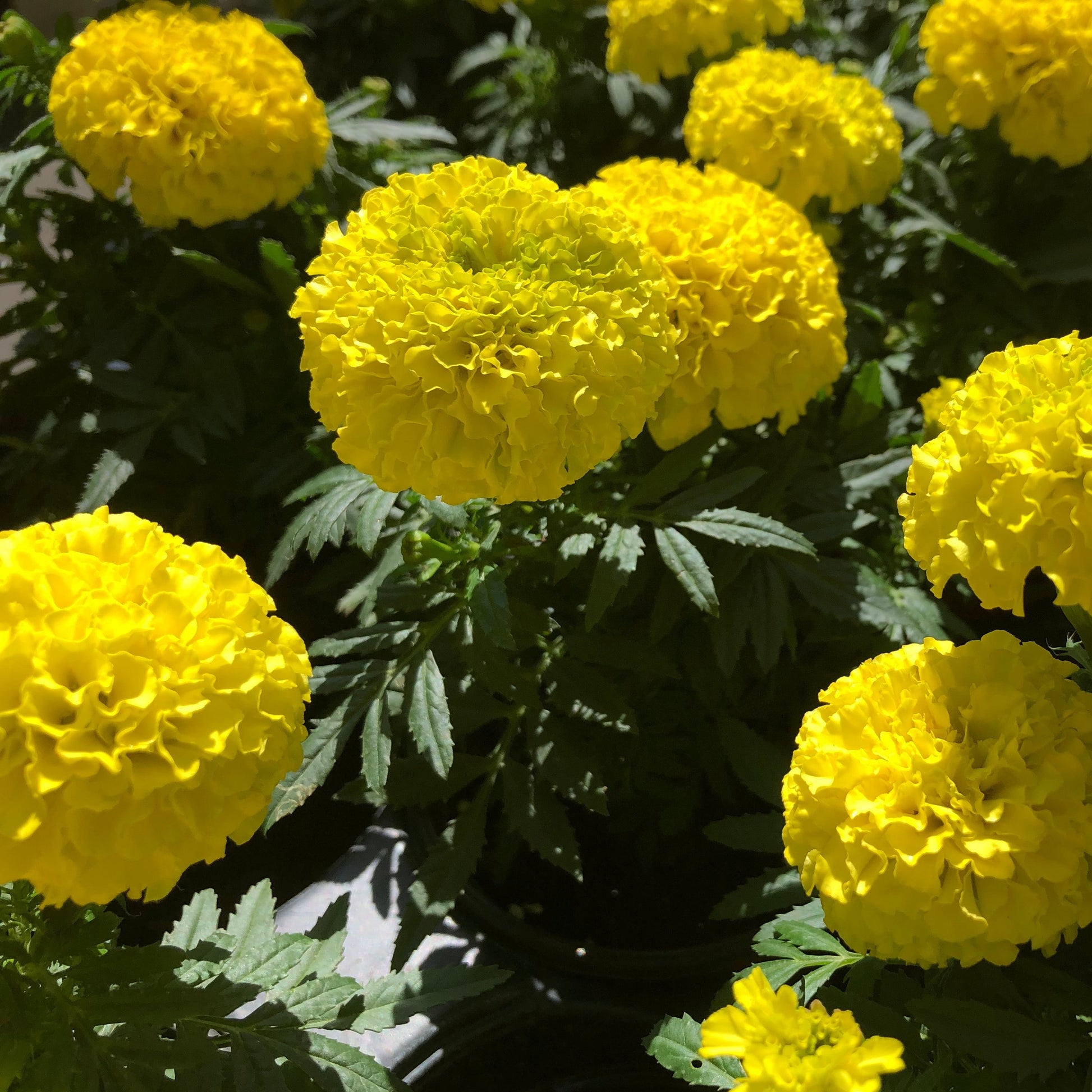 yellow french marigold seeds Petite Yellow French Marigold Flower Seeds – Garden & Glimmer