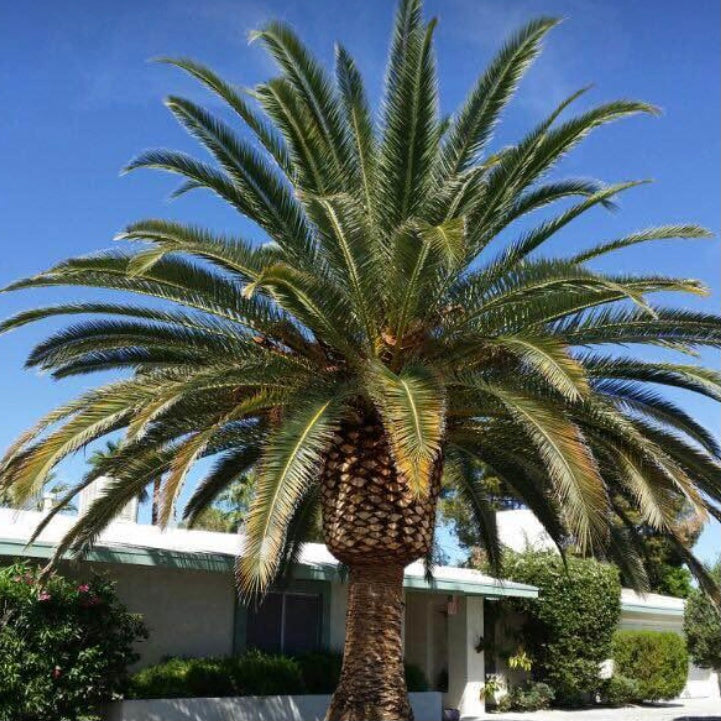 Sylvester Palm Tree