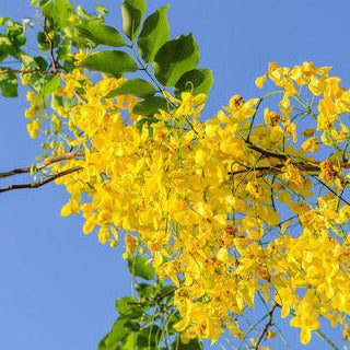 Golden Cassia Tree Seeds