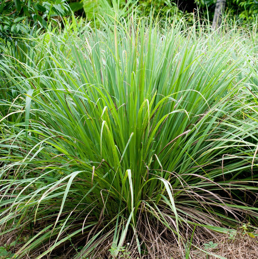 Lemongrass Seeds