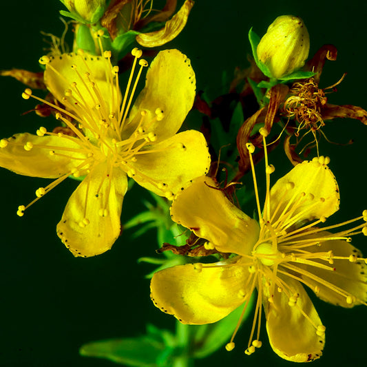 Organic St. John's Wort Plant Seeds