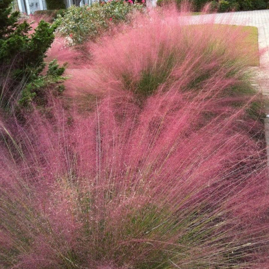 Purple Love Ornamental Grass Seeds