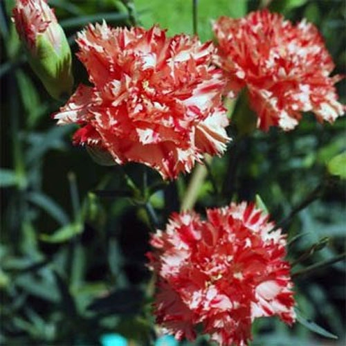 Carnation "Chabaud Avranchin" Flower Seeds