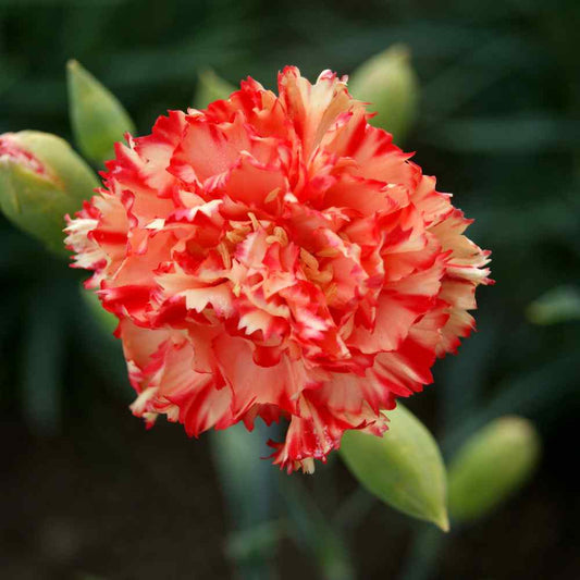 Carnation "Chabaud Avranchin" Flower Seeds